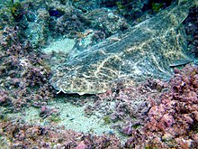 photo of an angelshark resting on the sea floor