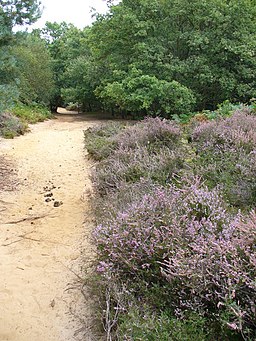 St Martha's Hill - geograph.org.uk - 547034