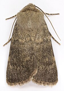 <i>Standfussiana lucernea</i> Species of moth