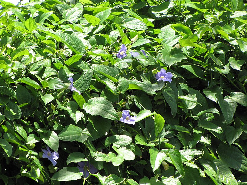 File:Starr-090714-2738-Thunbergia laurifolia-flowers and leaves-Napili-Maui (24969668195).jpg