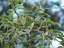 Starr 061105-1347 Bonamia menziesii.jpg