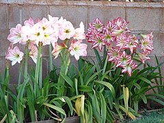 Floraison et feuillage d'Hippeastrum sont simultanés