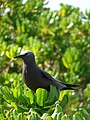 Midway Atoll, Hawaii