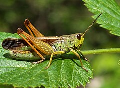 Кобылка это. Кобылка темнокрылая. Кобылка темнокрылая / Stauroderus scalaris. Stauroderus scalaris. Fannia scalaris,.