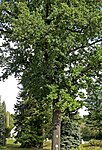 Eiche-Stieleiche (Quercus robur)