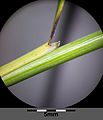 Stipe with leaf and ligule