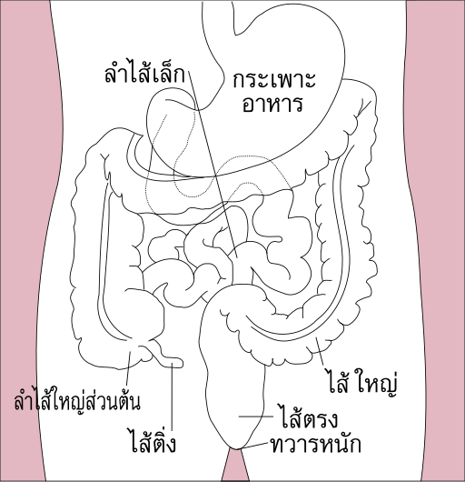 File:Stomach colon rectum diagram-th.svg