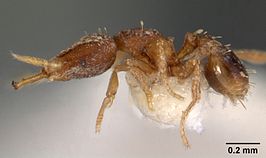 Strumigenys nimbrata