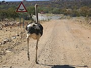   ♂ Struthio camelus australis