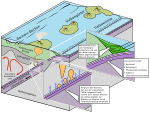 Prinzipdarstellung einer Subduktionszone mit den darin stattfindenden geologischen Prozessen