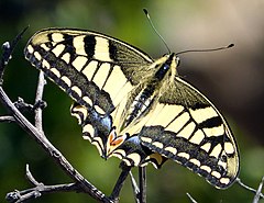 Покажи бабочку махаон. Papilio Machaon. Бабочка Махаон обыкновенный. Махаон (Papilio Machaon). Желтая бабочка Махаон.