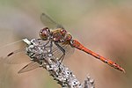 Miniatura per Sympetrum striolatum