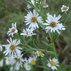 Symphyotrichum boreale 25146021 (cropped).jpg