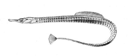 Syngnathus_watermeyeri