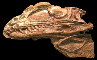 <i>Coelophysis kayentakatae</i> Extinct species of dinosaur