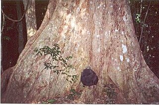 <i>Syzygium francisii</i> Species of tree