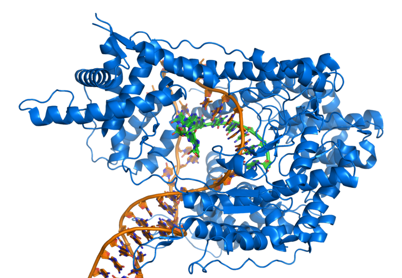 File:T7 RNA polymerase at work.png