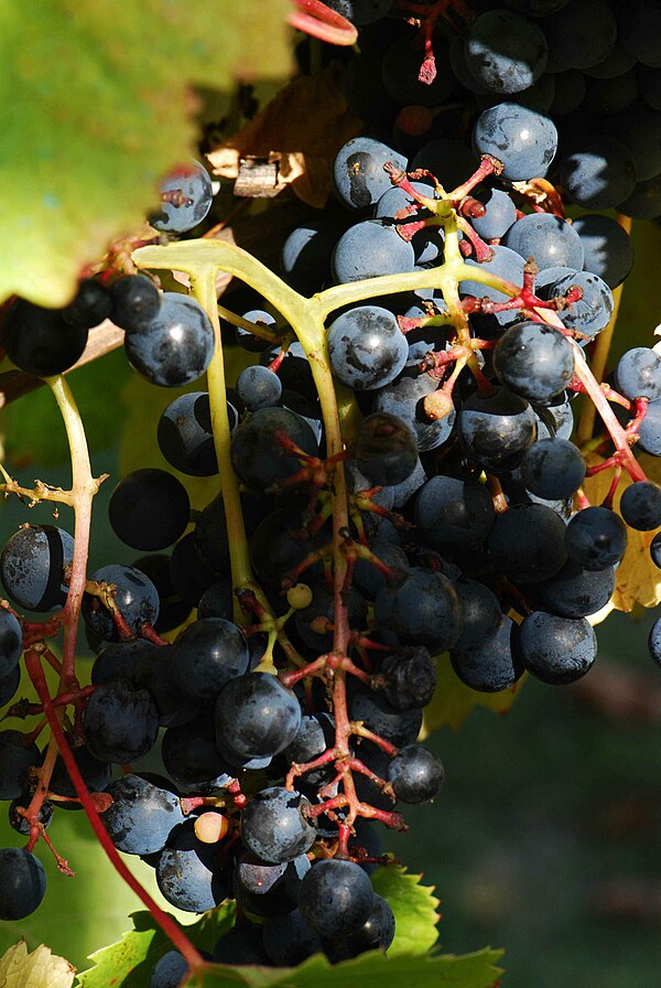 Tannat grapes