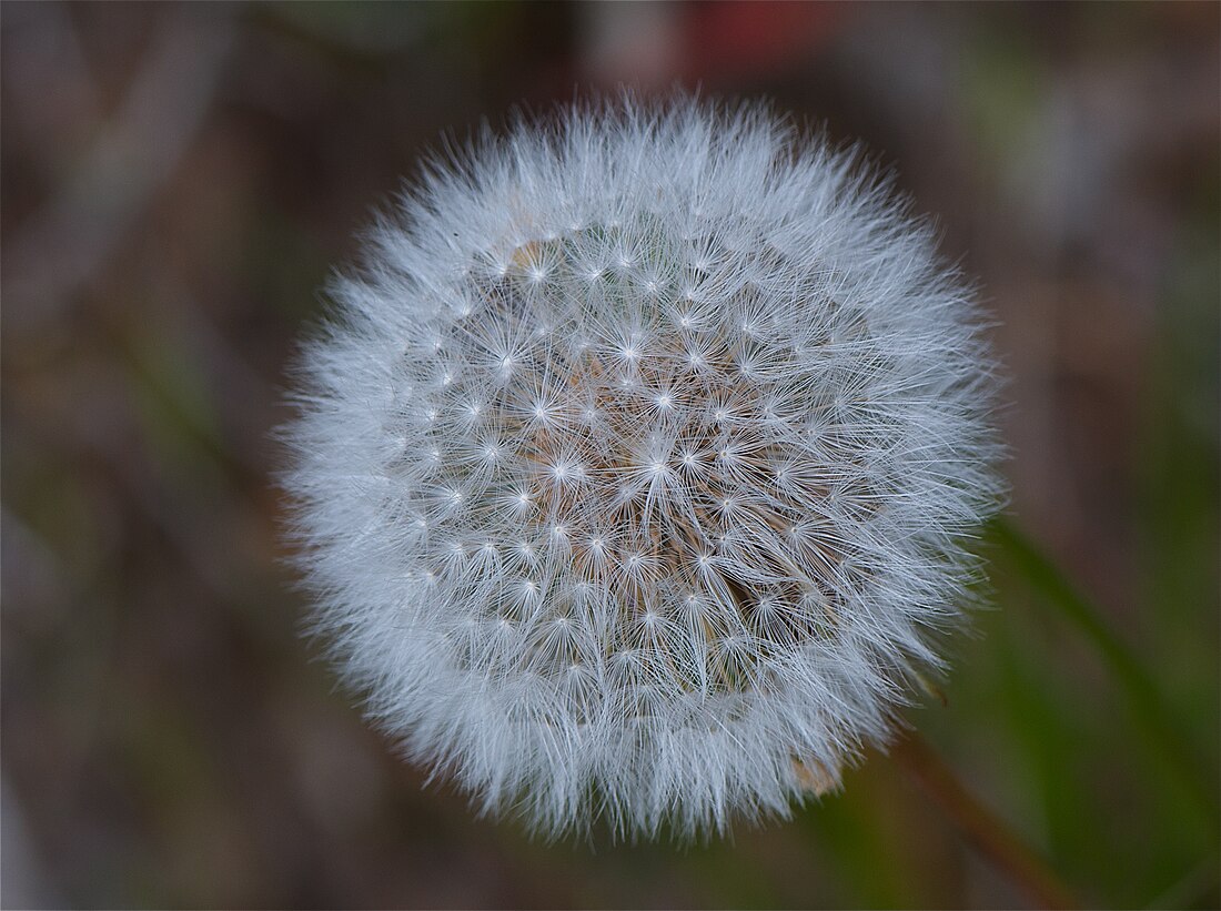 Taraxacum erythrospermum