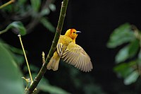 Taveta weaver