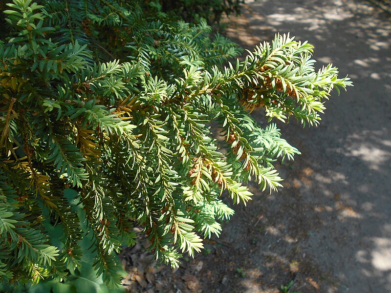 File:Taxus canadensis 2017-05-23 0592.jpg