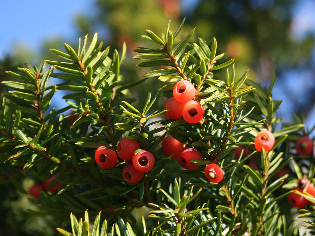 Taxus cuspidata