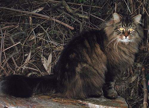 Norwegische Waldkatze