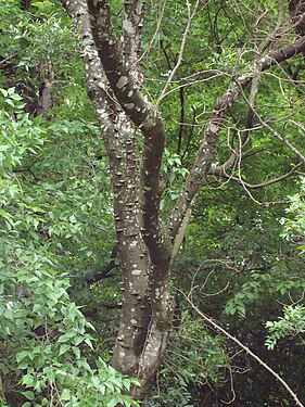 Zanthoxylum rhoifolium.