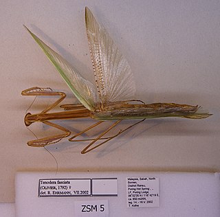 <i>Tenodera fasciata</i> Species of praying mantis