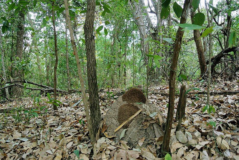 File:Termite mound and subtropical forest Northern Thailand.JPG