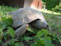 Testudo graeca 40 years old, female