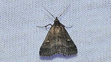 Tetanolita mynesalis - Smoky Tetanolita Moth (10484452323) .jpg
