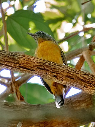 <span class="mw-page-title-main">Blackish-grey antshrike</span> Species of bird