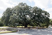 The Big Oak in 2019 The Big Oak, Thomasville, GA, US.jpg