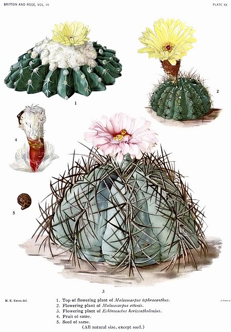 Tập_tin:The_Cactaceae_Vol_III,_plate_XX_filtered.jpg