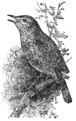 Thumbnail for File:The How and Why Library - Wood-Thrush.png