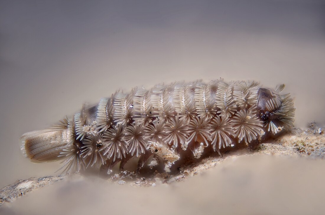 File:The strangest millipede ever ... (8053641856).jpg