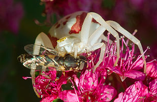 Araignée citron (Misumena vatia) femelle attaquant un syrphe. Les jeunes femelles de cette espèce d’araignée sont capables d’homochromie. (définition réelle 2 367 × 1 548)