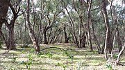 Thumbnail for File:Thomsons Lake - surrounding forest &amp; bush no 3.jpg