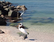 Egrets at Treasure Island, Florida.