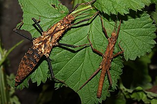 <i>Tisamenus serratorius</i> Species of stick insect