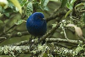 Tit-kaltaisen Dacnis - South Ecuador S4E3133 (22856127167) .jpg -kuvan kuvaus.