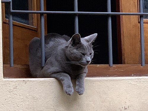 Grey cat resting on the windowsill