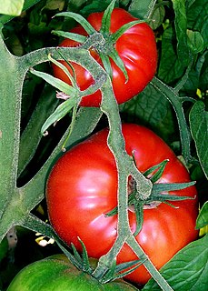 Die Tomate, in Teilen von Öst