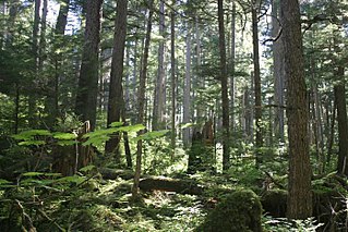 Northern Pacific coastal forests Temperate coniferous forests ecoregion of Alaska, United States
