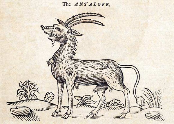 Illustration from The History of Four-footed Beasts (1607)
