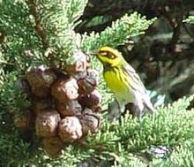 Townsend's warbler (Dendroica townsendi) TowsendWarbler23.jpg