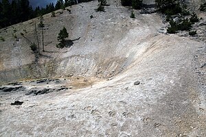 Bear tracks