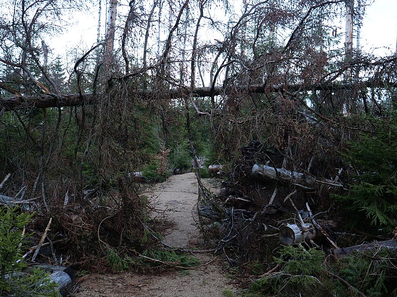 File:Trail at east of the Oderteich 39.jpg