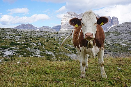 Cattle in the Drei Zinnen Nature Park, Dolomites, South Tyrol, Italy.